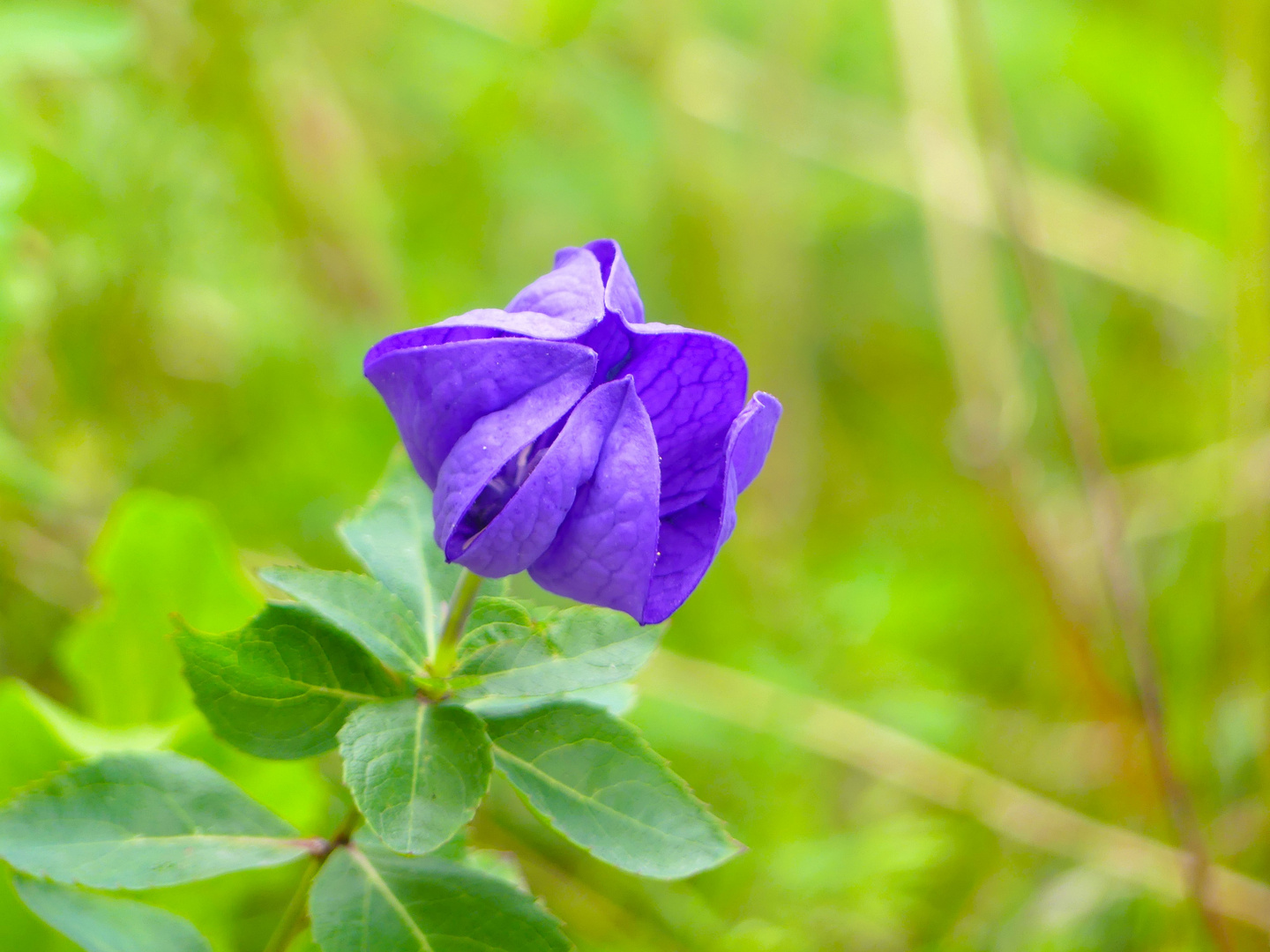 Ballonblume zum Blue Monday