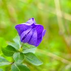 Ballonblume zum Blue Monday