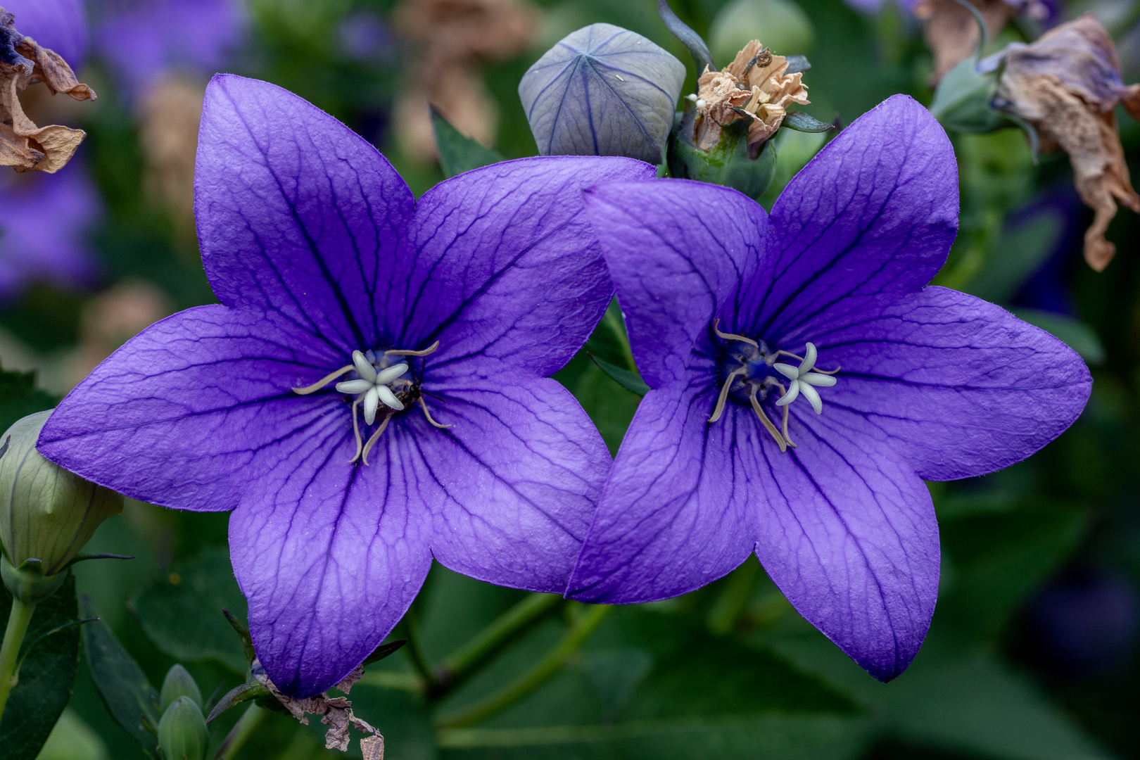 Ballonblumen