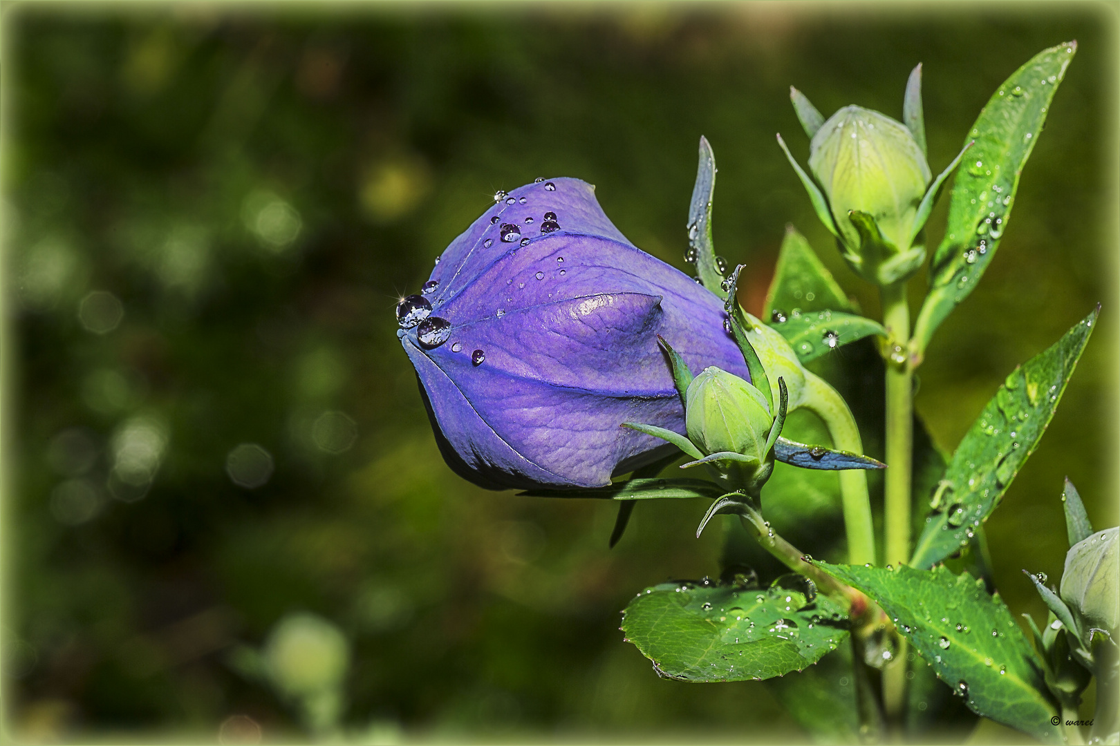 Ballonblumen-Knospe