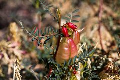 Ballonerbse (Sutherlandia frutescens)