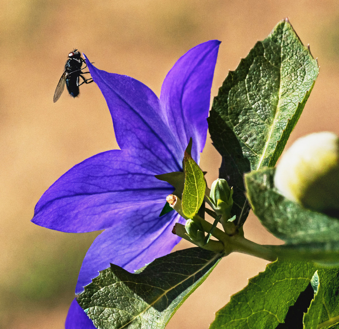 Ballonglockenblume mit Fliege