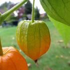 Ballons / Lampions im Garten