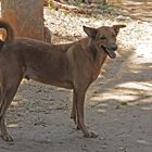 Balloo, Tierheim Mombasa