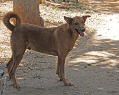 Balloo, Tierheim Mombasa