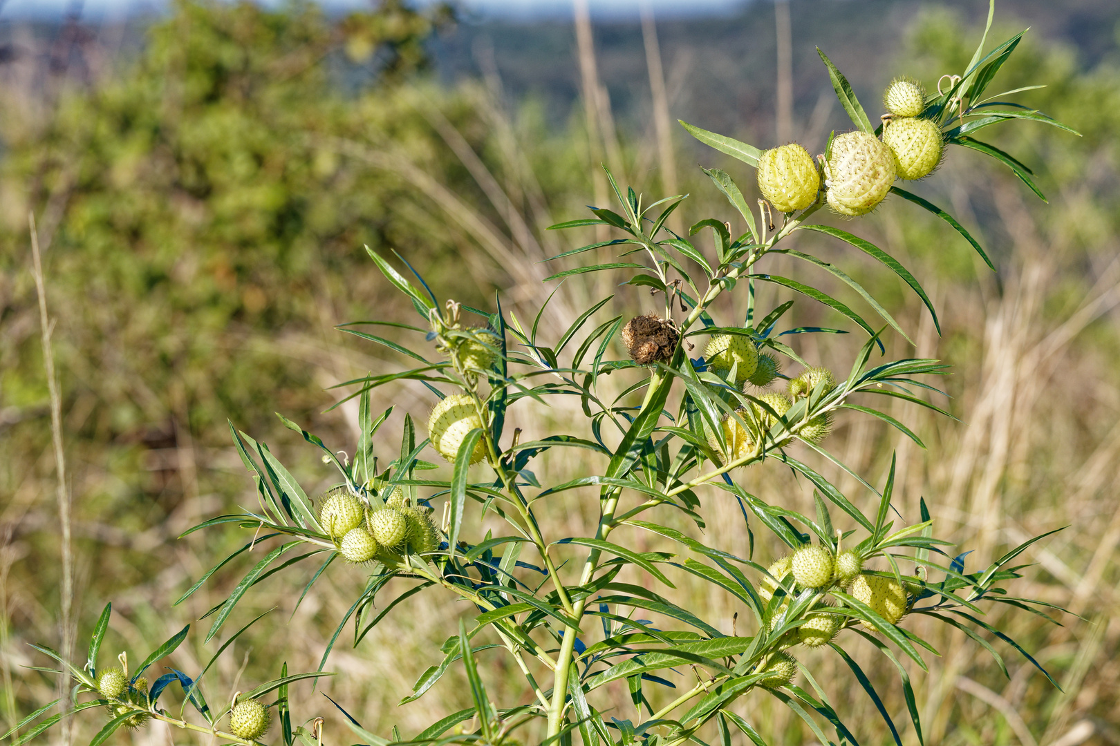 Balloon Plant Milkweed