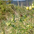 Balloon Plant Milkweed