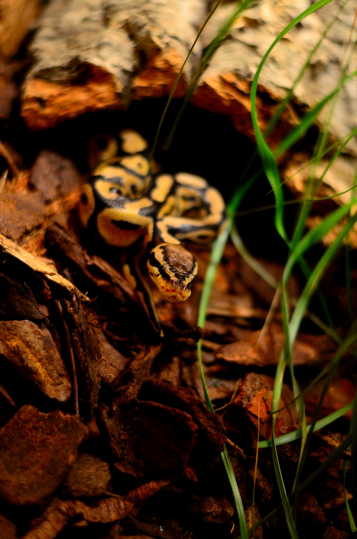 Ballpython Pastel