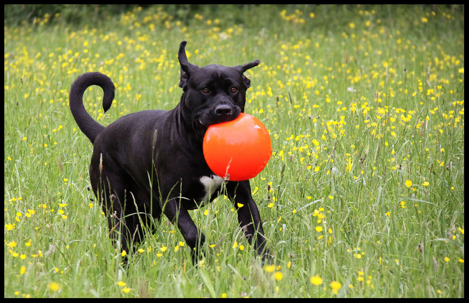 Ballspiel