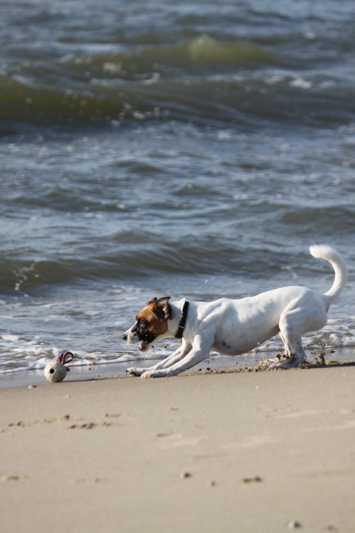 ...Ballspiel am Strand von Texel...