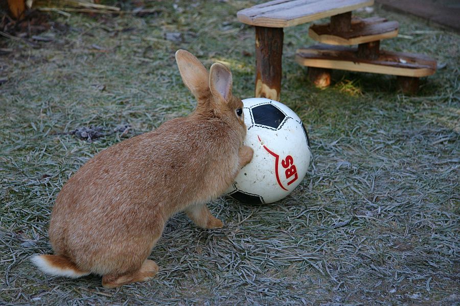 Ballspiel