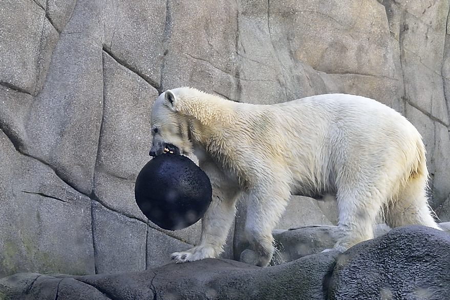 Ballspielen