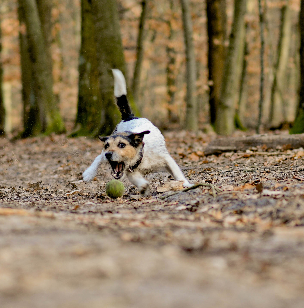 [ Ballspielen ]