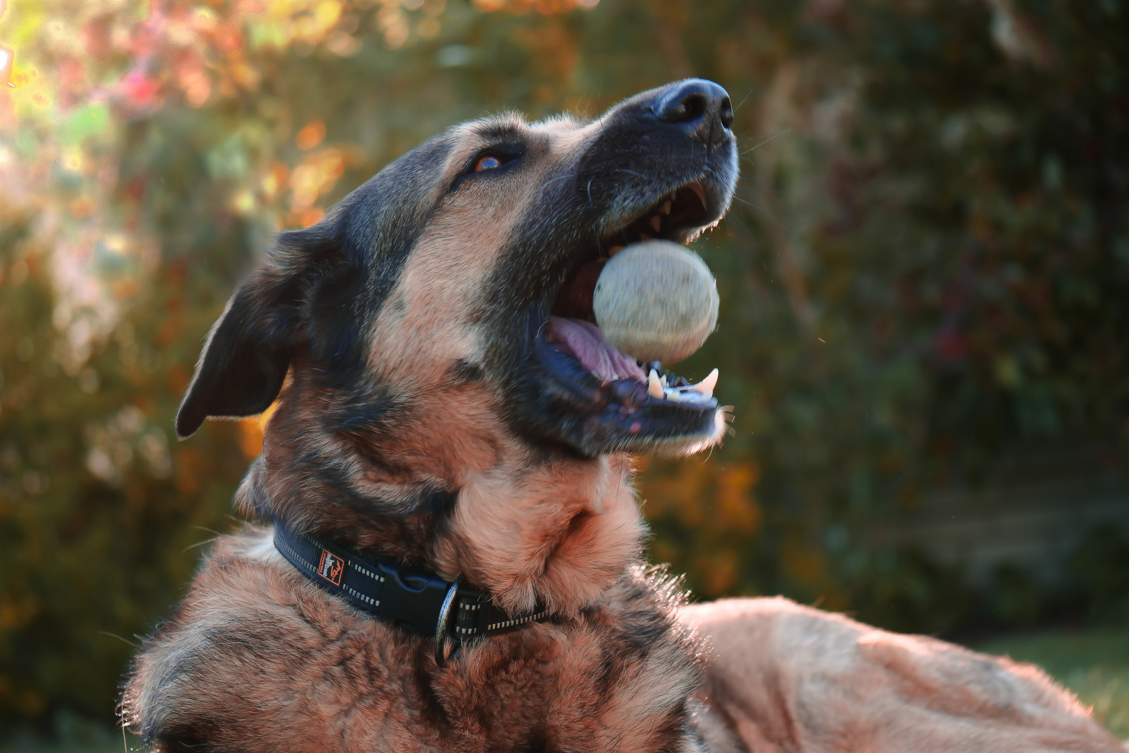 Ballspielen im Garten mit Amy