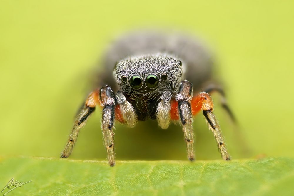 Ballus rufipes Weibchen