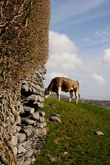 Bally Cowshit Castle