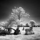 Ballyvackey Stone Circle