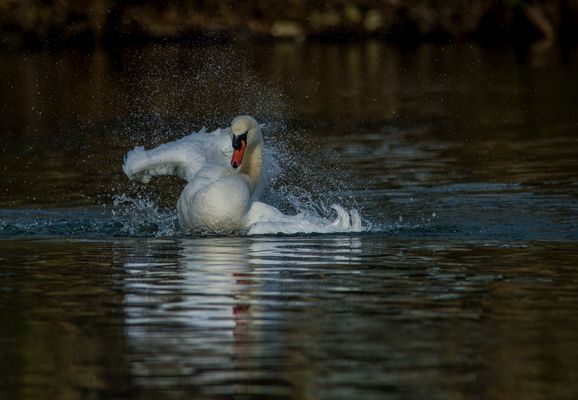 Balnéo version cygne