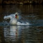 Balnéo version cygne