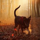 Balou am Kalten Tag im Wald