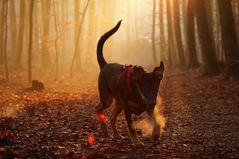 Balou am Kalten Tag im Wald