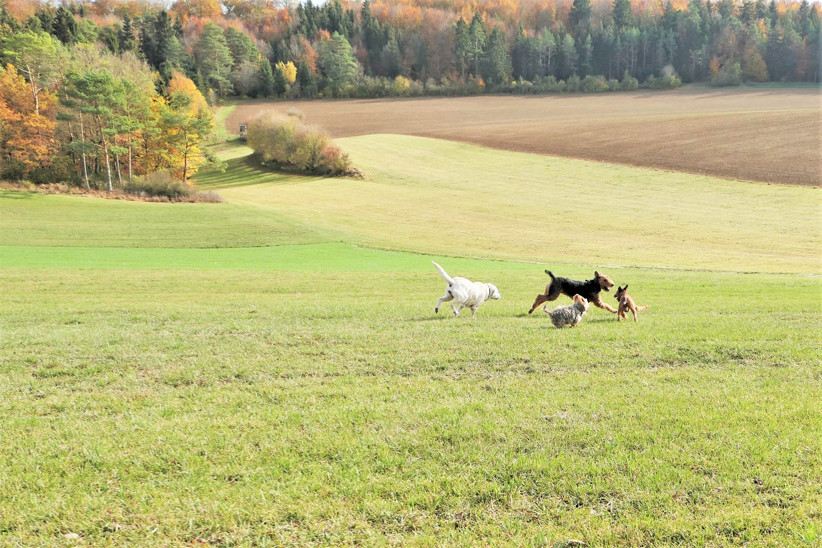 Balou and Friends