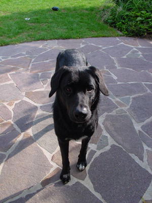Balou