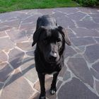 Balou