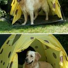 Balou beim Camping