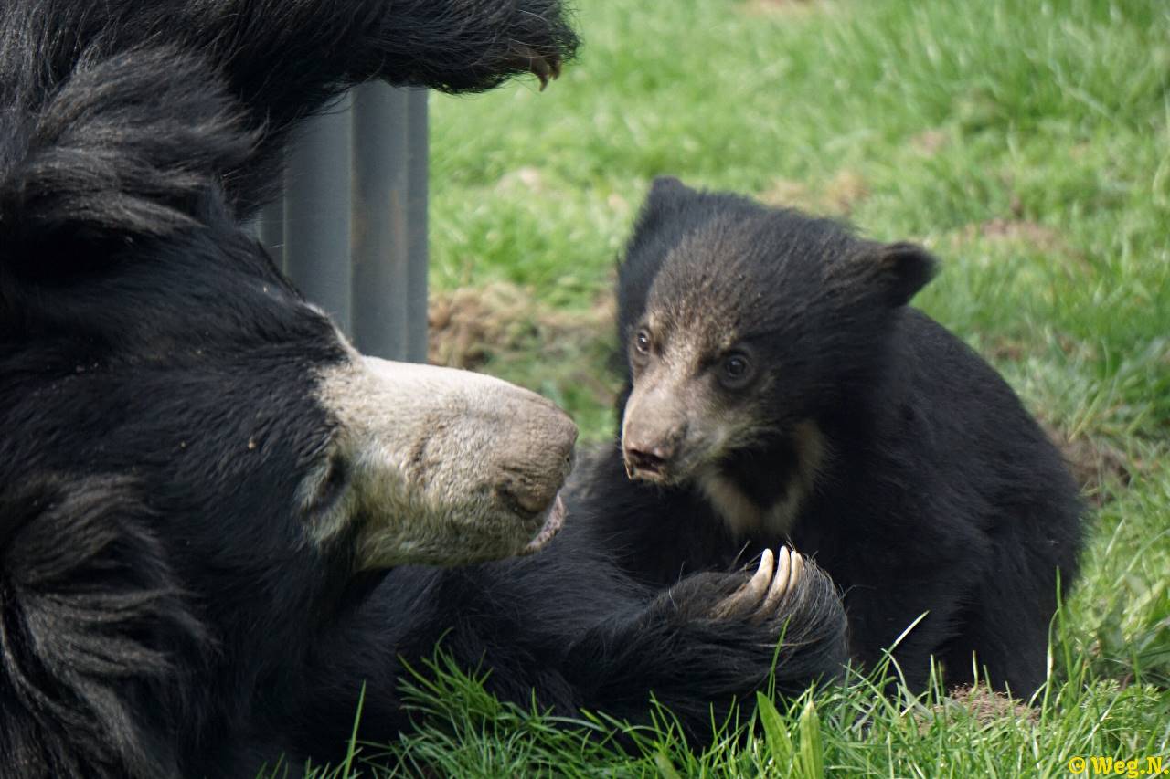 Balou der kleine Bär