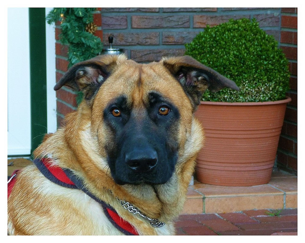 Balou, der letzte Gast dieses Jahres aus Radevormwald