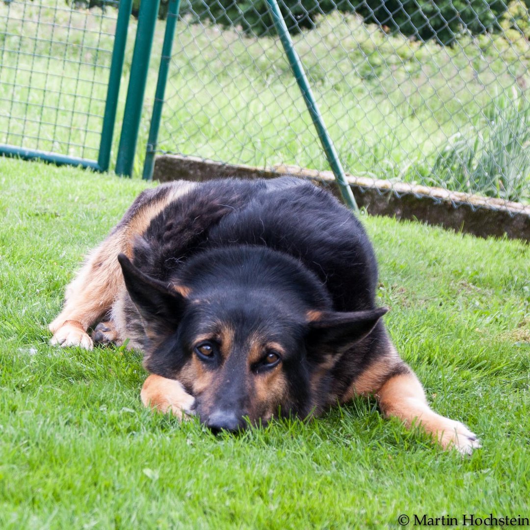 Balou der Wachhund