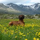 Balou, ein Bayerischer Gebirgsschweißhund, endlich in den Bergen.