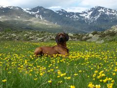 Balou, ein Bayerischer Gebirgsschweißhund, endlich in den Bergen.