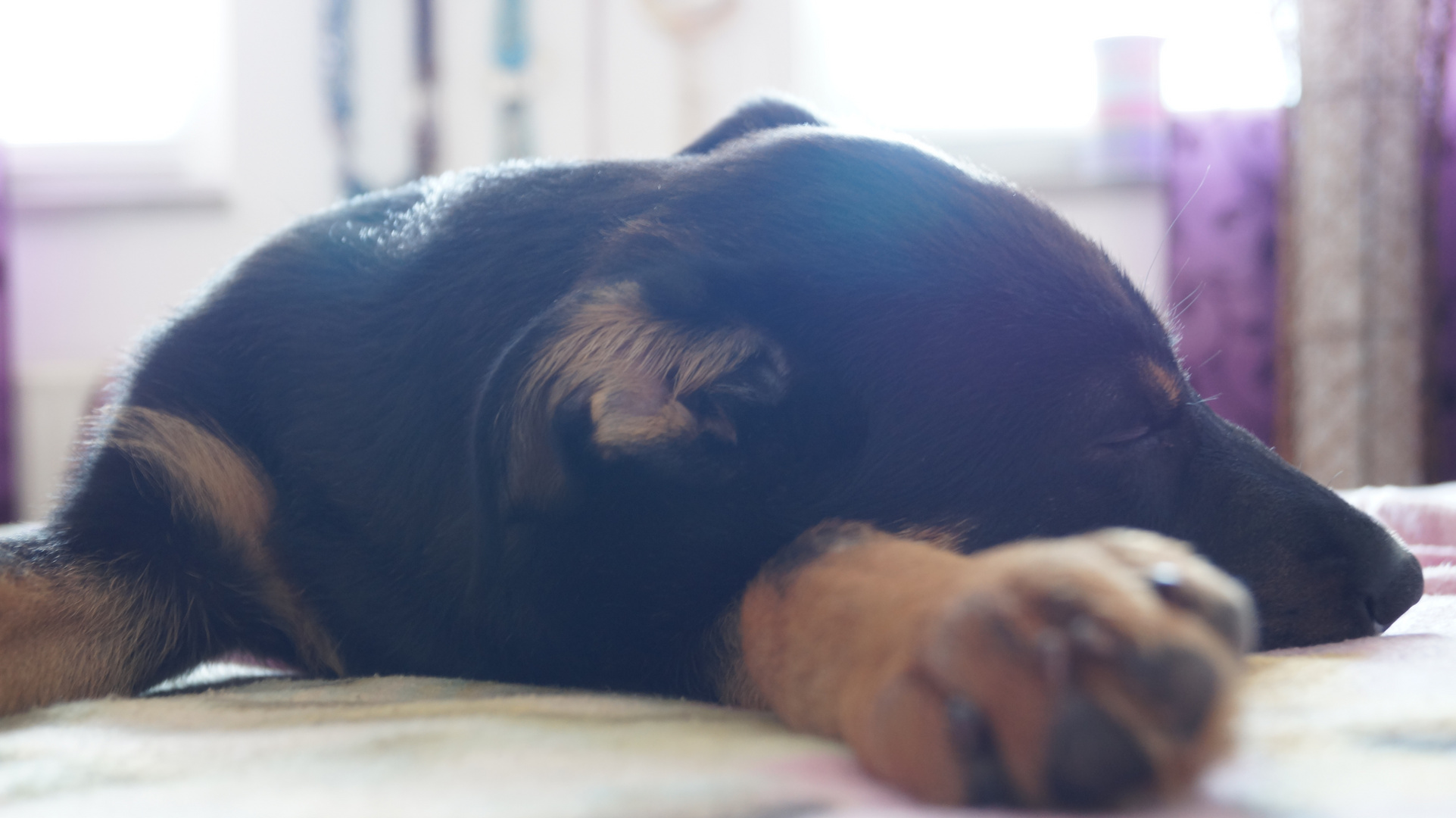 Balou, ganz kaputt nach dem Spielen