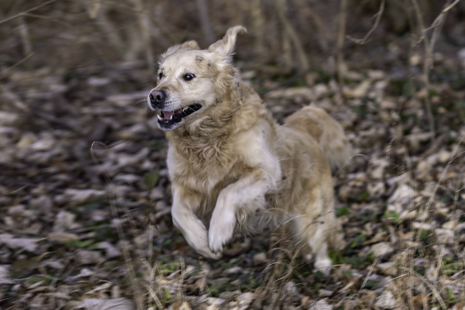 Balou - Golden Retriever / 2020 02