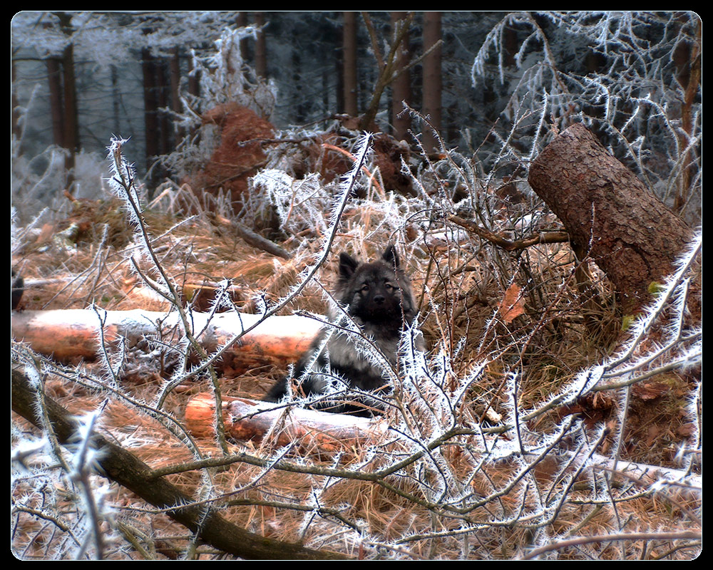 Balou im Frost