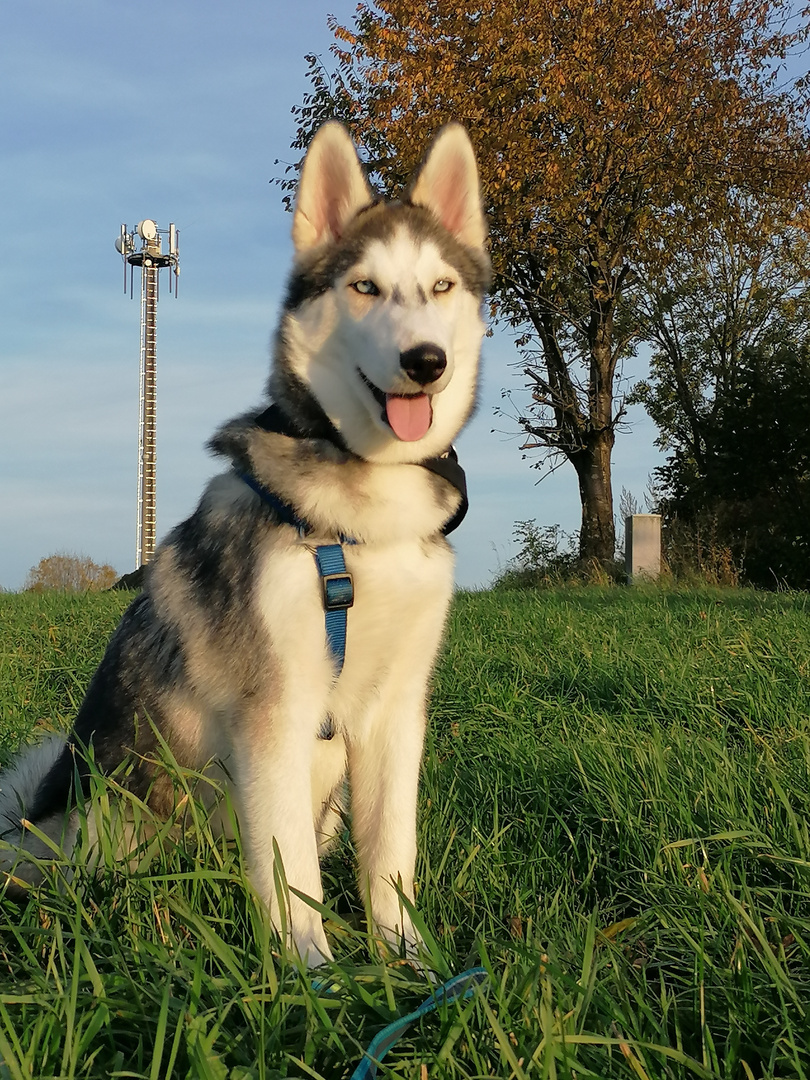 Balou im Sonnen untergang