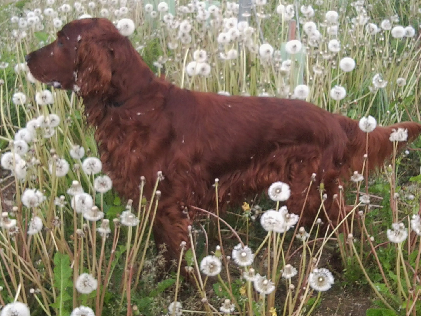 Balou inmitten "mailicher" Pusteblumen im Weinberg an der Ahr