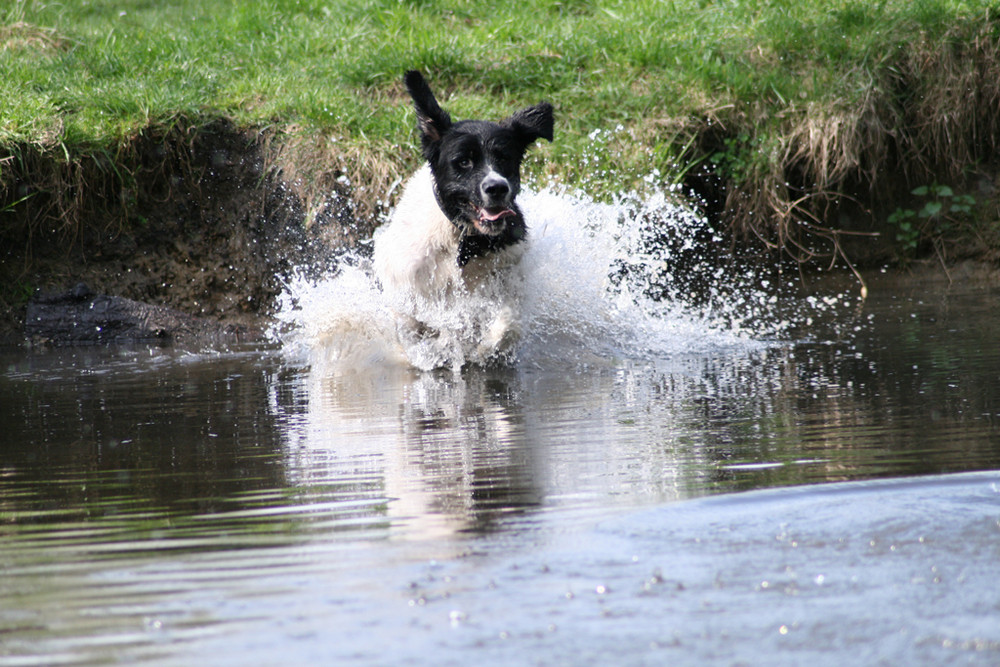 Balou landet im Wasser