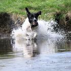 Balou landet im Wasser