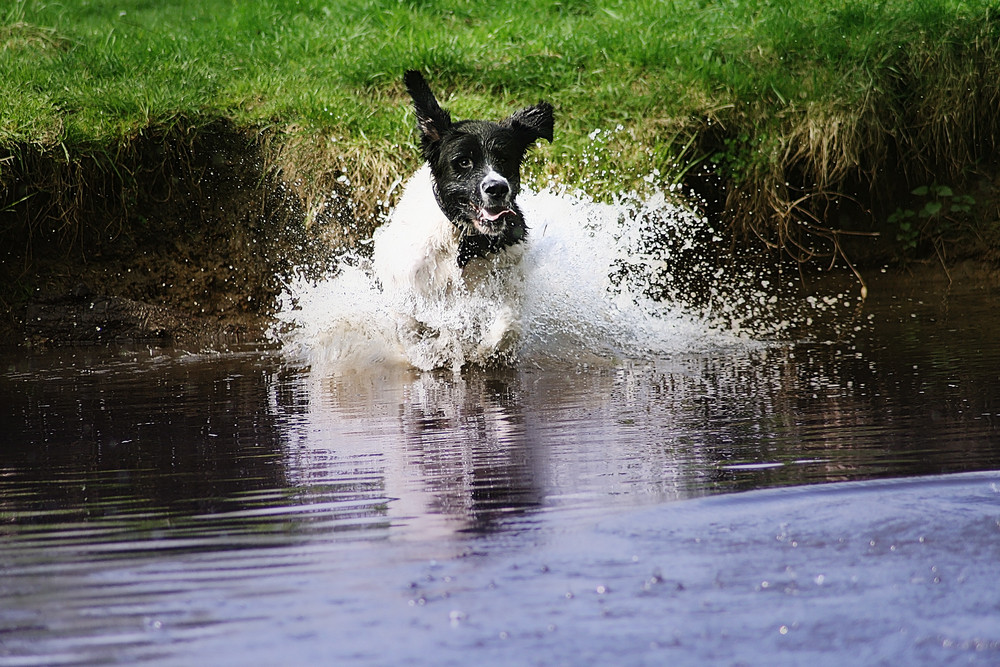 Balou landet im Wasser in bearbeiteter Version