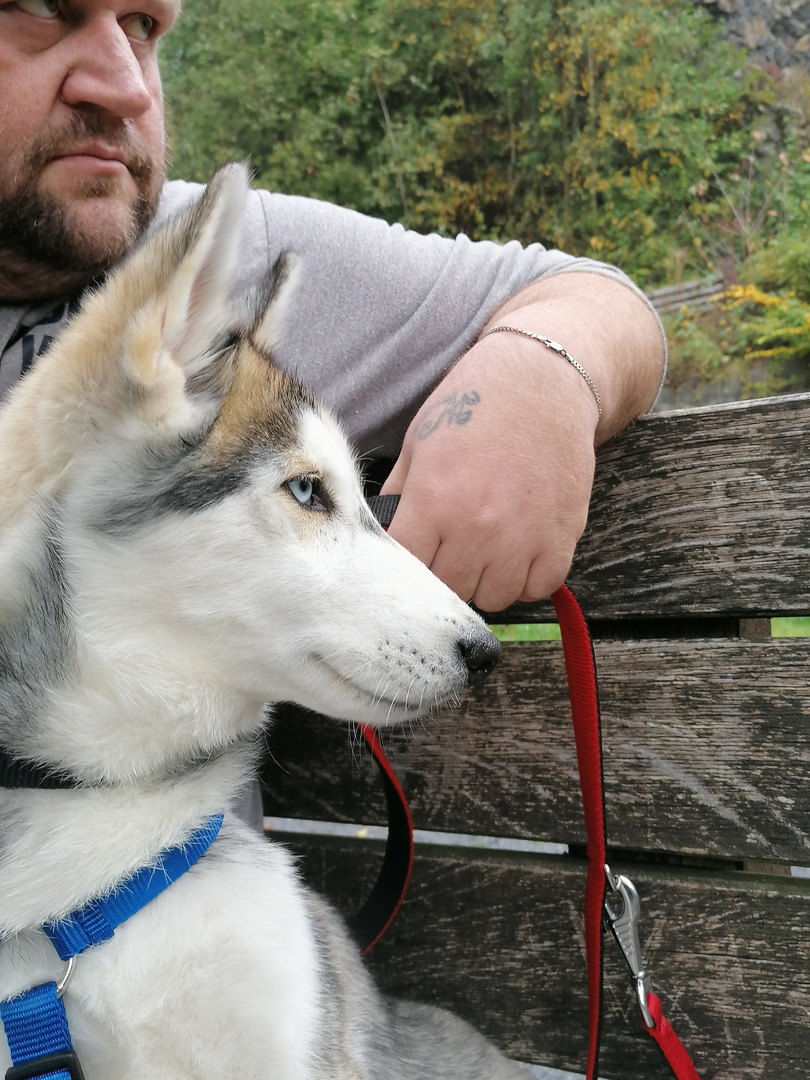 Balou und Herschien Schauen Verträumt