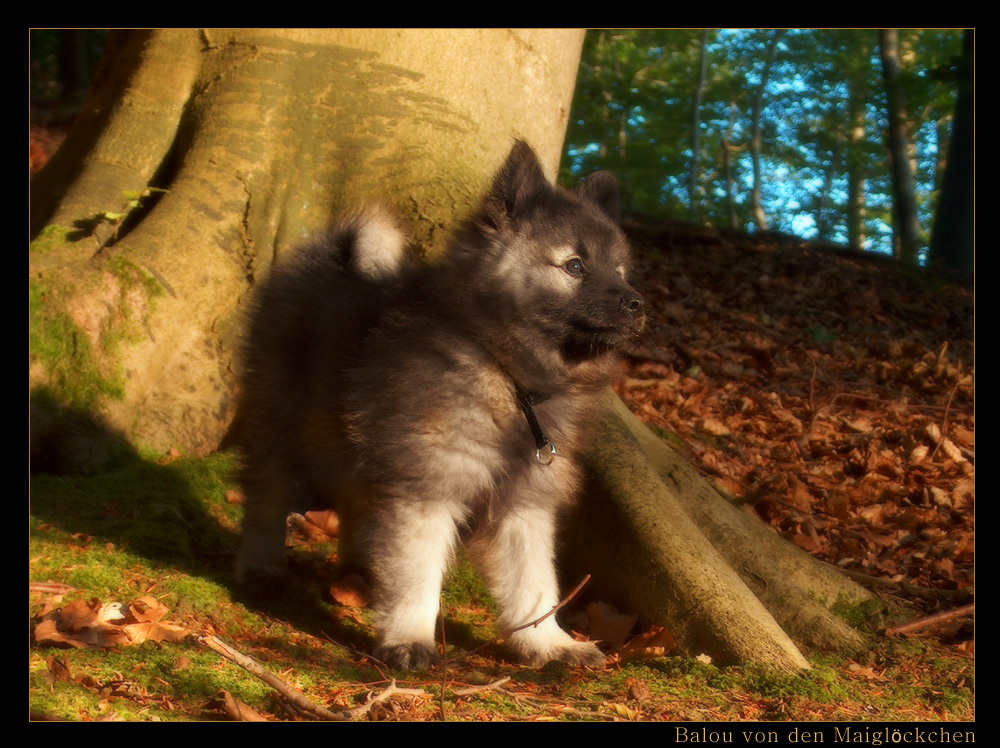 Balou von den Maiglöckchen