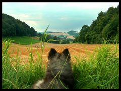 Balou´s Ausblick