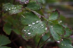 Balsam für die Natur