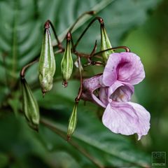 Balsaminaceae (Impatiens glandulifera Royle)