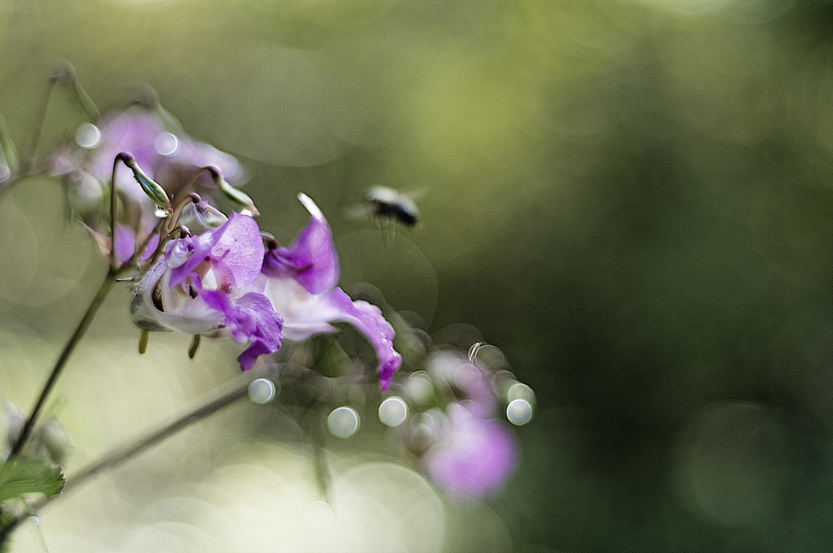 Balsaminen Herbst