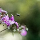 Balsaminen Herbst