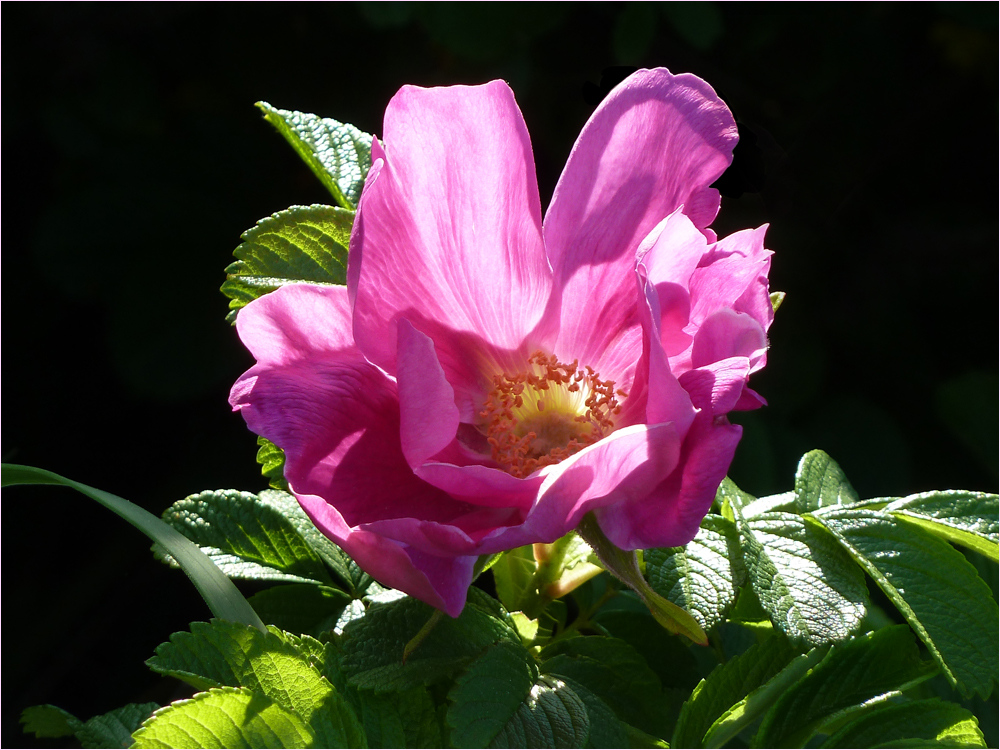 ~*BALTIC ROSE*~